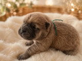 7 chiots Chow Chow LOF fauve bleu noir et cinnamon de juin 2026 en vente