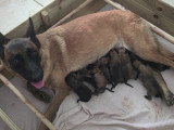 Les chiots