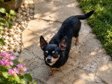 Chienne Chihuahua de 2021 non LOF à vendre