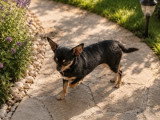 Chienne Chihuahua de 2021 non LOF à vendre