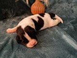 5 chiots Landseer LOF nés en juin 2026 à réserver