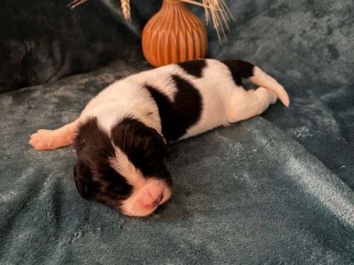 5 chiots Landseer LOF nés en juin 2026 à réserver