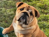 Bulldog Anglais Exotic mâle de 5 ans à vendre non LOF