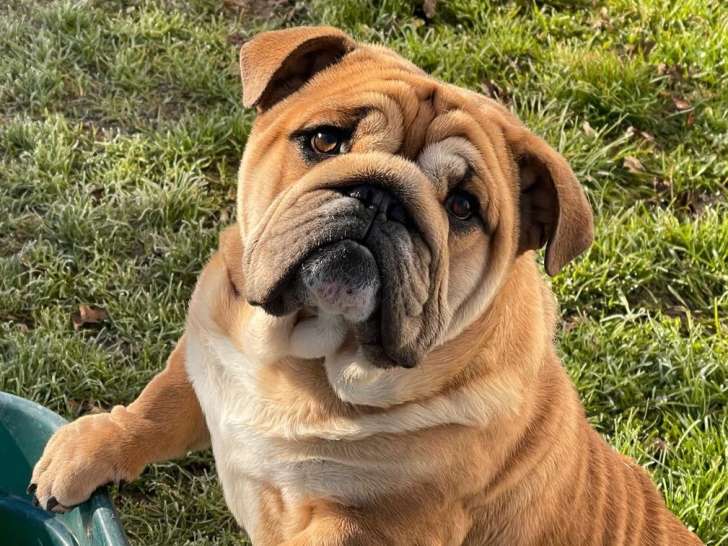 Bulldog Anglais Exotic mâle de 5 ans à vendre non LOF