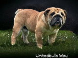 Bulldog Anglais Exotic mâle de 5 ans à vendre non LOF