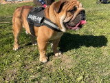 Bulldog Anglais Exotic mâle de 5 ans à vendre non LOF