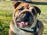 Bulldog Anglais Exotic mâle de 5 ans à vendre non LOF