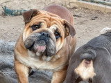 Bulldog Anglais Exotic mâle de 5 ans à vendre non LOF