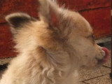 Chiot Chihuahua mâle LOF disponible né en mars 2026