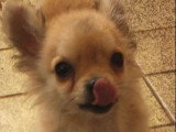 Chiot Chihuahua mâle LOF disponible né en mars 2026