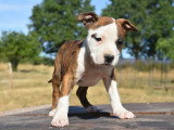 6 chiots Amstaff bringé panaché blanc LOF à vendre