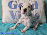Chiots Dalmatien blanc et noir à vendre