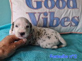 Chiots Dalmatien blanc et noir à vendre