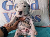 Chiots Dalmatien blanc et noir à vendre