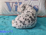 Chiots Dalmatien blanc et noir à vendre