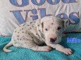 Chiots Dalmatien blanc et noir à vendre
