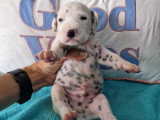 Chiots Dalmatien blanc et noir à vendre