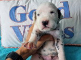 Chiots Dalmatien blanc et noir à vendre