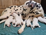 Chiots Dalmatien blanc et noir à vendre
