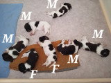 chiots juin 2026