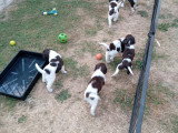 Chiots mâles Petit Épagneul de Münster à vendre