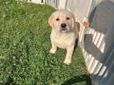 Deux chiots Labrador à vendre, mâles non LOF nés en mai 2026
