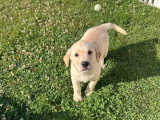 Deux chiots Labrador à vendre, mâles non LOF nés en mai 2026