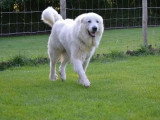 Chienne Montagne des Pyrénées LOF à vendre fauve 5 ans