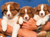 3 chiots Berger Australien LOF rouges tricolores  nés mai 2026 à vendre