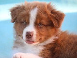 3 chiots Berger Australien LOF rouges tricolores  nés mai 2026 à vendre