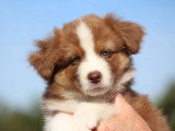 3 chiots Berger Australien LOF rouges tricolores  nés mai 2026 à vendre