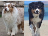 3 chiots Berger Australien LOF rouges tricolores  nés mai 2026 à vendre