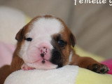 Portée de 4 chiots Bulldog Anglais inscrits au LOF à réserver
