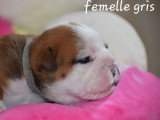 Portée de 4 chiots Bulldog Anglais inscrits au LOF à réserver