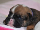 Portée de 4 chiots Bulldog Anglais inscrits au LOF à réserver