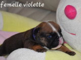Portée de 4 chiots Bulldog Anglais inscrits au LOF à réserver