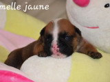Portée de 4 chiots Bulldog Anglais inscrits au LOF à réserver