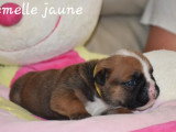 Portée de 4 chiots Bulldog Anglais inscrits au LOF à réserver