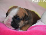 Portée de 4 chiots Bulldog Anglais inscrits au LOF à réserver