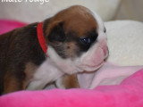 Portée de 4 chiots Bulldog Anglais inscrits au LOF à réserver