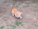 Chiot femelle Welsh Corgi Pembroke LOF né en mars 2026 à vendre