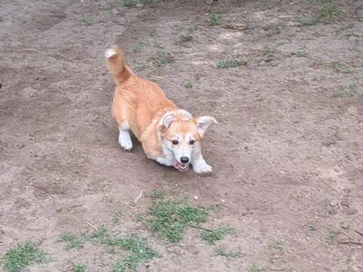 Chiot femelle Welsh Corgi Pembroke LOF né en mars 2026 à vendre