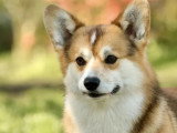 Chiot femelle Welsh Corgi Pembroke LOF né en mars 2026 à vendre