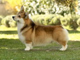 Chiot femelle Welsh Corgi Pembroke LOF né en mars 2026 à vendre