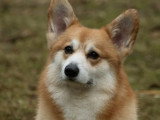 Chiot femelle Welsh Corgi Pembroke LOF né en mars 2026 à vendre
