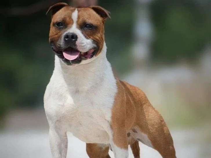Étalon Staffordshire Bull Terrier LOF fauve disponible pour saillie