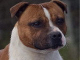 Étalon Staffordshire Bull Terrier LOF fauve disponible pour saillie