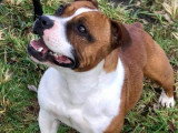 Étalon Staffordshire Bull Terrier LOF fauve disponible pour saillie