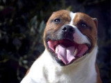 Étalon Staffordshire Bull Terrier LOF fauve disponible pour saillie