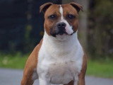 Étalon Staffordshire Bull Terrier LOF fauve disponible pour saillie